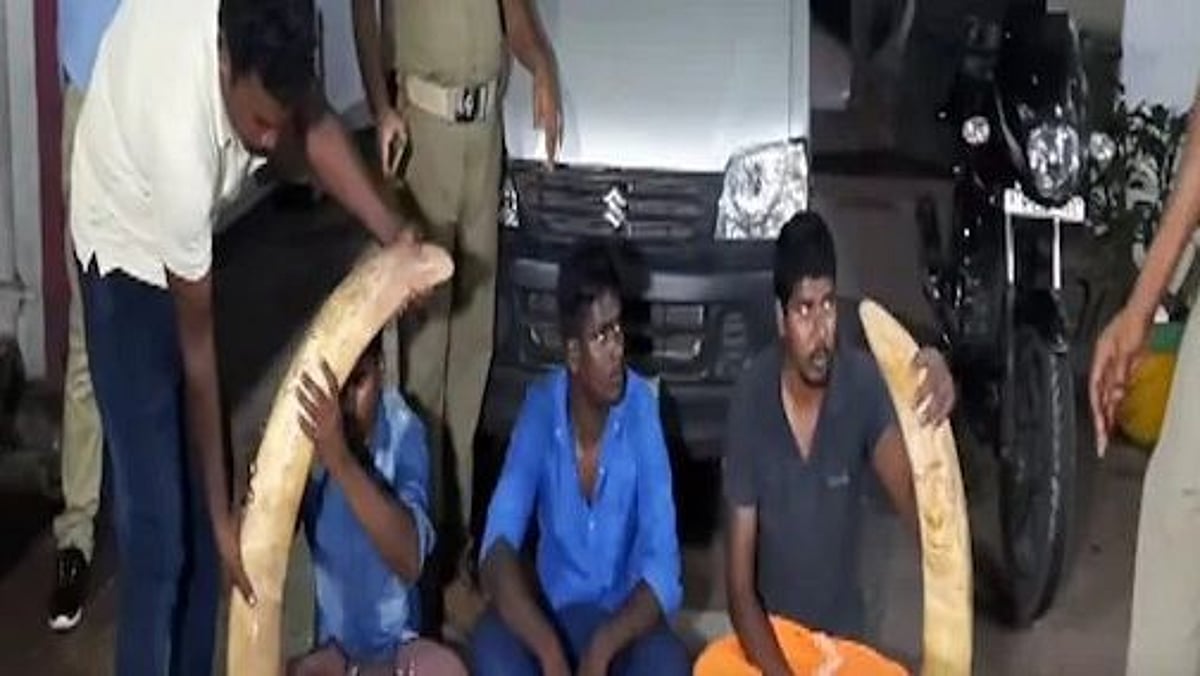 25 கிலோ யானைத் தந்தம்.. கர்நாடகாவிலிருந்து கடத்தி வந்த கும்பல்.. வனத்துறையிடம் சிக்கியது எப்படி?