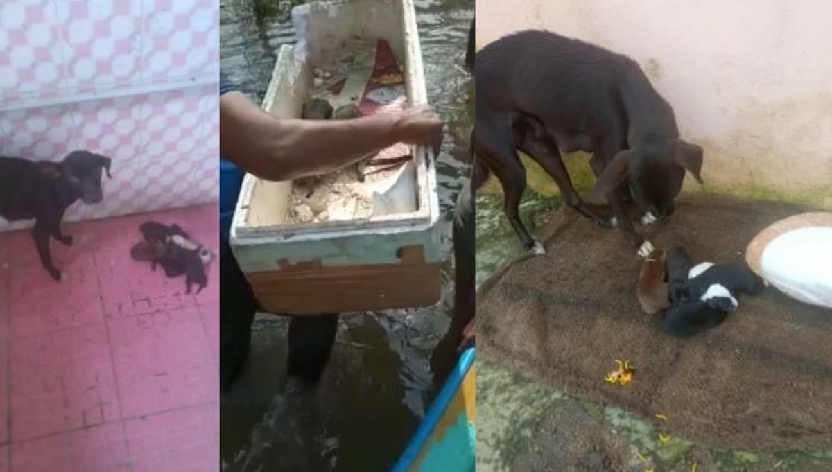 சைகை காட்டி படகை வரவழைத்து தனது குட்டிகளை காத்த செல்லப்பிராணி: சென்னை மணலியில் நெகிழ்ச்சி சம்பவம்!