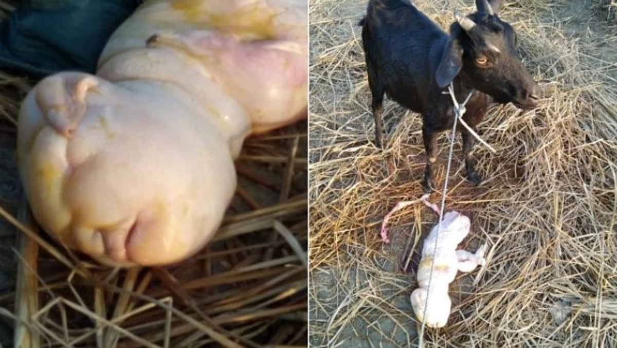 ஆட்டுக்கு பிறந்த அதிசய குழந்தை... சிறிது நேரத்தில் காத்திருந்த அதிர்ச்சி.. அசாமில் விநோத நிகழ்வு! 