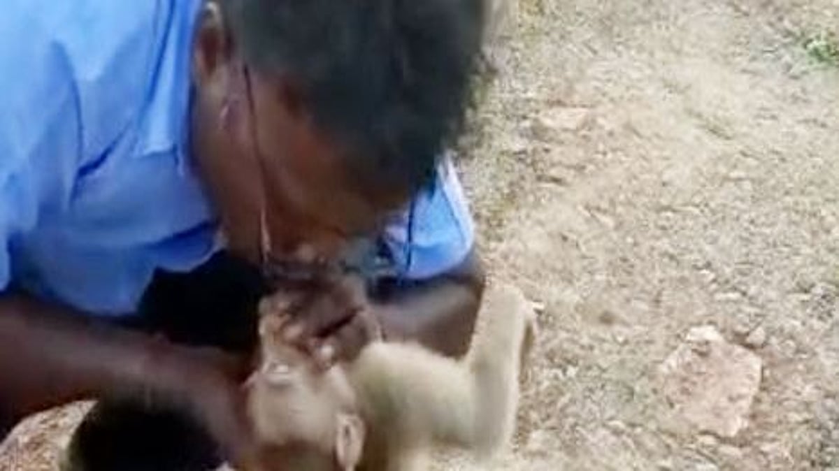 நாய் கடித்ததால் மயங்கிய குரங்கு; தனது மூச்சுக்காற்றை செலுத்தி  காப்பாற்றிய ஓட்டுநர்: நெகிழ்ச்சி சம்பவம்