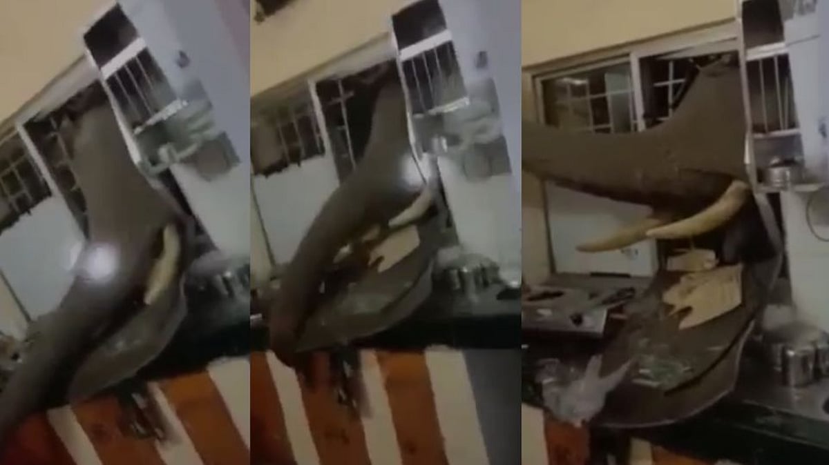 உணவு தேடி அலைந்து ஜன்னலை உடைத்து துவம்சம் செய்த காட்டு யானை; பந்திப்பூரில் பரபரப்பு!