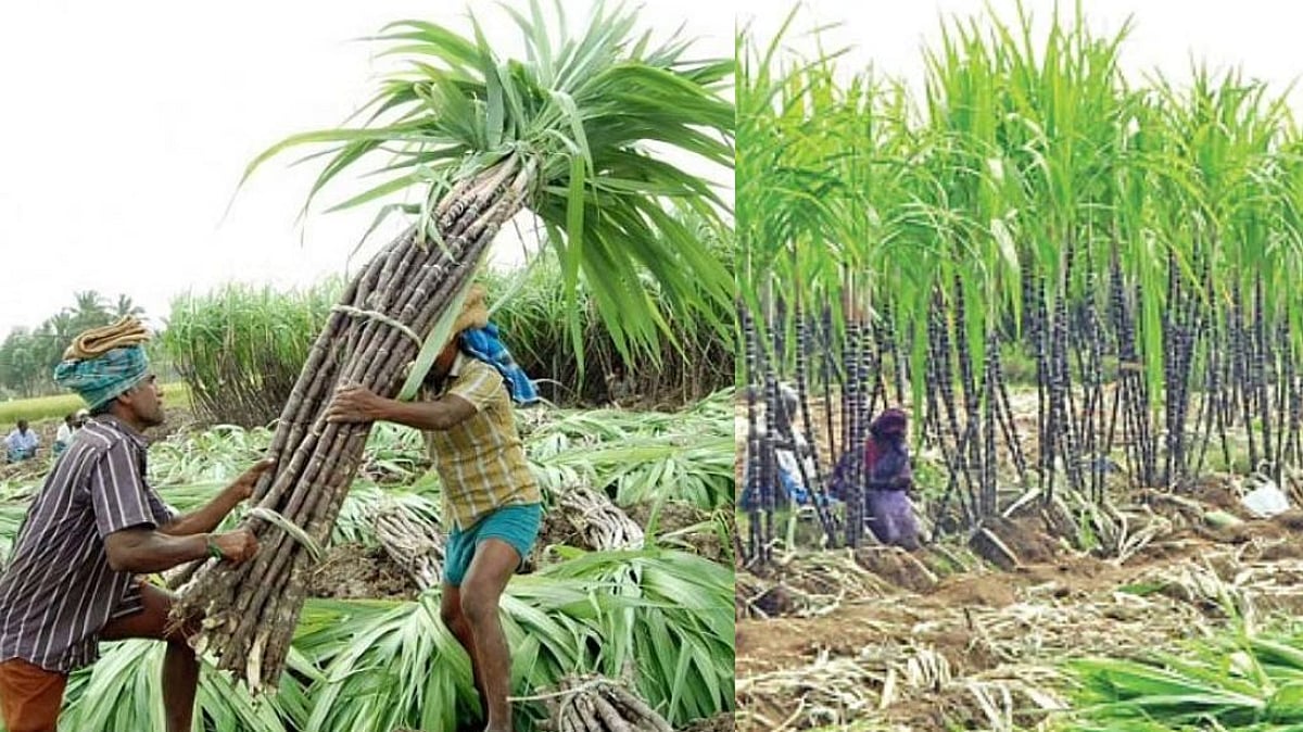 கரும்பு விவசாயிகள் நலனுக்கு முக்கியத்துவம்; நேரடி கொள்முதல் செய்ய வழிமுறைகளை வெளியிட்டது தமிழ்நாடு அரசு!