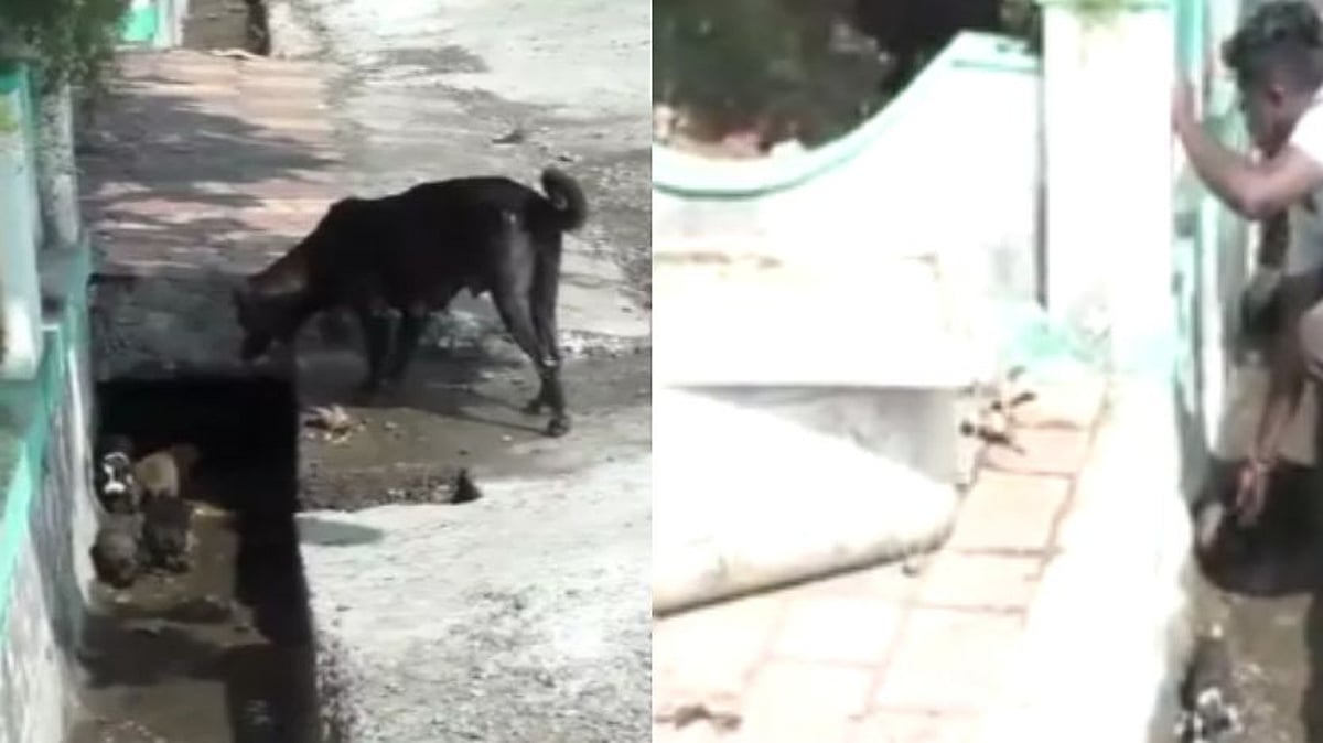 சாக்கடையில் விழுந்த நாய்க்குட்டிகள்.. காப்பாற்ற முடியாமல் தவித்த தாய் நாய்- குமரியில் நெகிழ்ச்சி சம்பவம்!