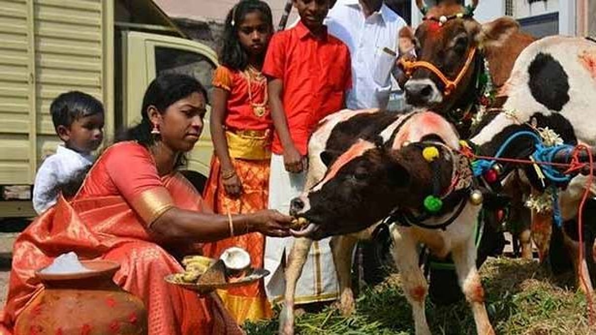 அதிக இனிப்பு உட்கொள்வதால் கால்நடைகளுக்கு ஆபத்து.. மாட்டுப் பொங்கல் குறித்து மருத்துவர் எச்சரிக்கை தகவல்?