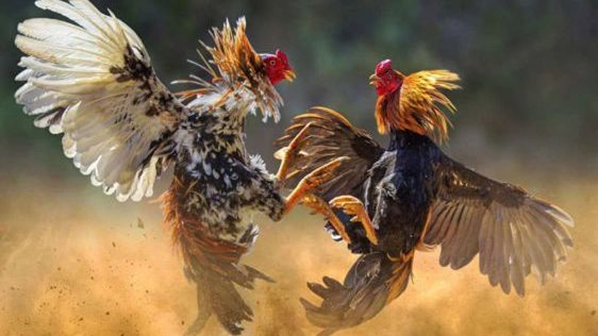 பல ஆண்டுகளாக நடைபெறாமல் இருந்த ‘சேவல் கட்டு’.. நீதிமன்ற அனுமதியோடு மோத தயாராகி வரும் சண்டை சேவல்கள்!