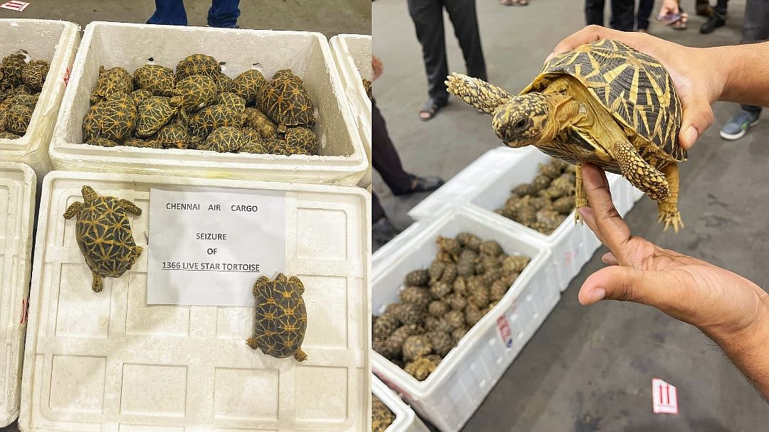 1,364 நட்சத்திர ஆமைகளை கடத்த முயன்ற மர்ம கும்பல்.. கசிந்த ரகசிய தகவல் - விமான நிலையத்தில் நடந்தது என்ன?