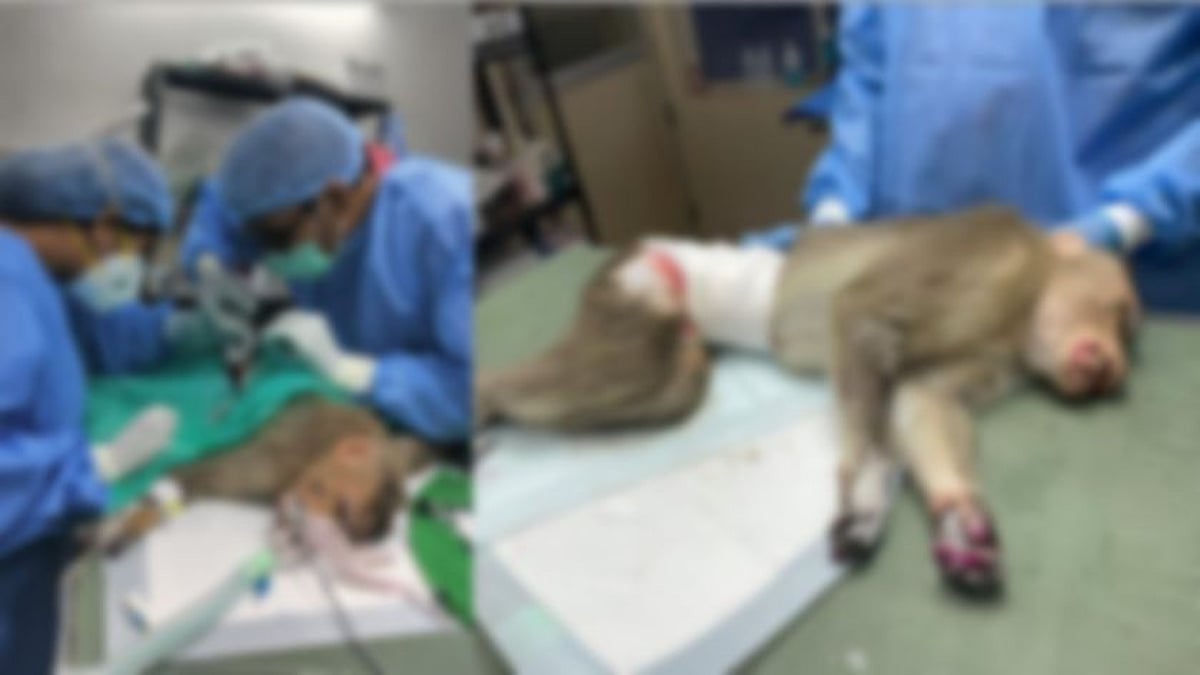 உயிருக்கு போராடிய குரங்கு.. 3 மணிநேரம் அறுவை சிகிச்சை செய்து காப்பாற்றிய மருத்துவர்கள் - நடந்தது என்ன?