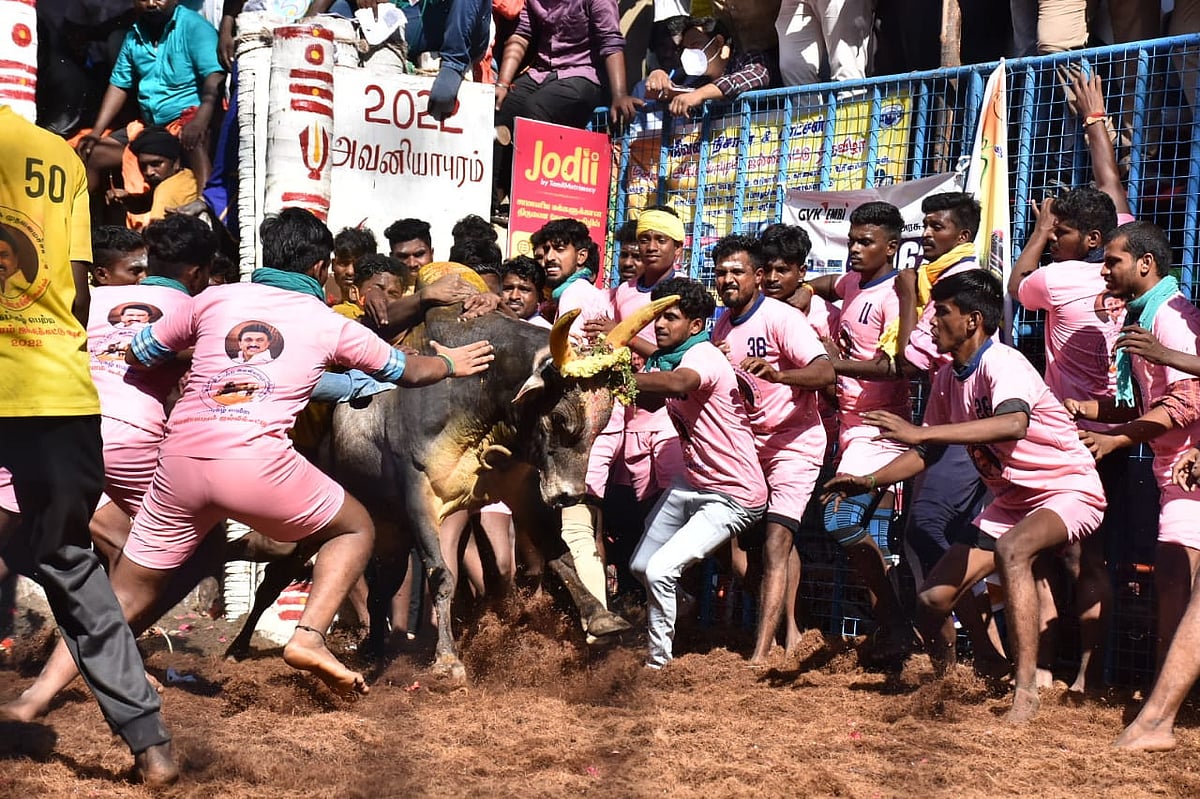 விறுவிறுப்பாக நடந்துமுடிந்த அவனியாபுரம் ஜல்லிக்கட்டு : சீறிப்பாயும் காளைகளை வீரத்தோடு அடக்கிய காளையர்கள்!