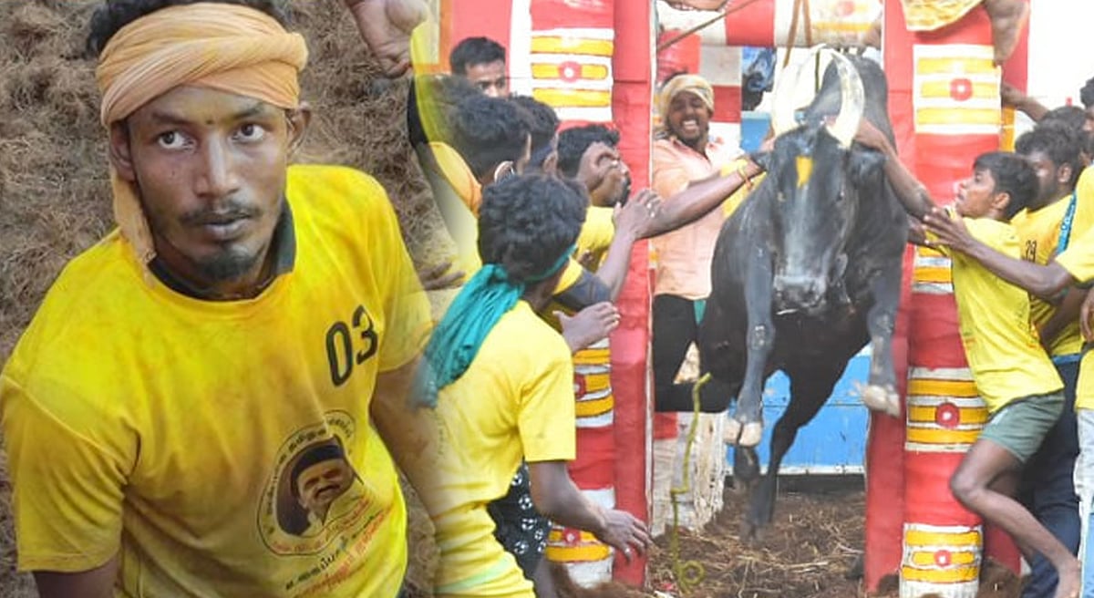 அலங்காநல்லூர் ஜல்லிக்கட்டில் சீறிப்பாயும் காளைகள்.. 3 சுற்றுகள் முடிவு- 10 காளைகளை அடக்கி அசத்திய இளைஞர்!