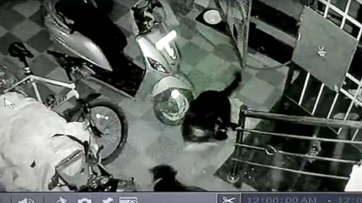 ”பாம்புடன் முட்டி மோதி தன்னை வளர்த்தவர்களை காப்பாற்றிய செல்லப்பிராணி” - புதுச்சேரியில் நடந்த நெகிழ்ச்சி!