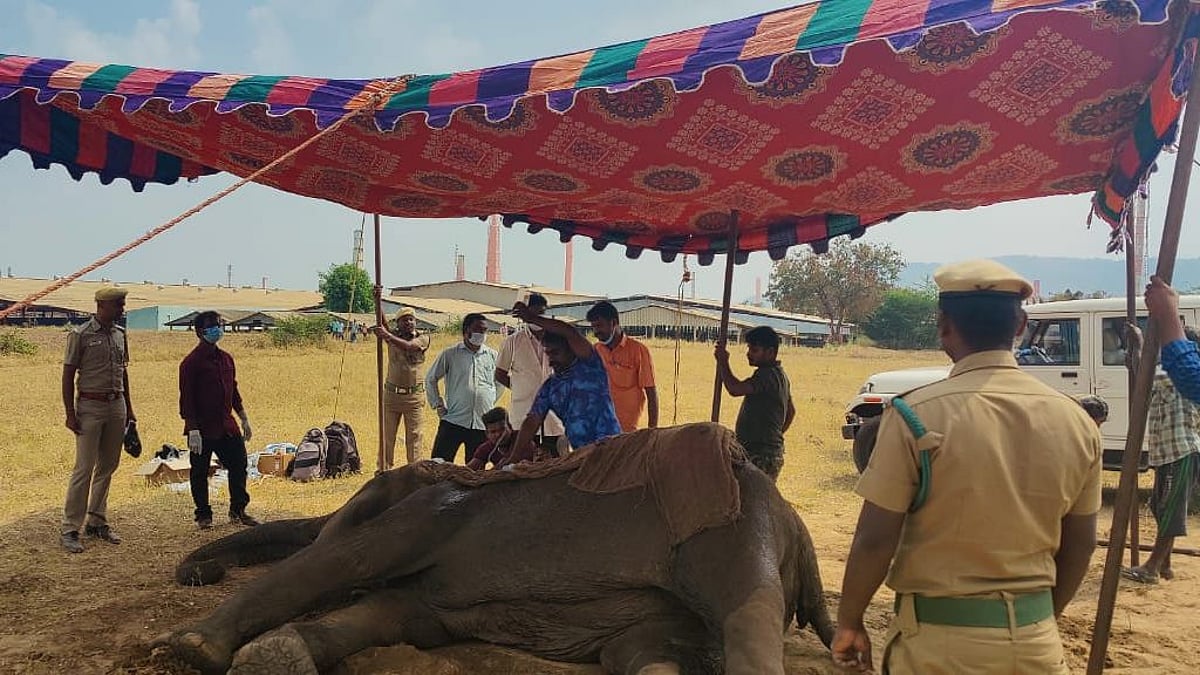 திடீரென மயங்கி விழுந்த யானை.. கூடாரம் அமைத்து உடனடி சிகிச்சையில் ஈடுபட்ட வனத்துறை : நடந்தது என்ன ?