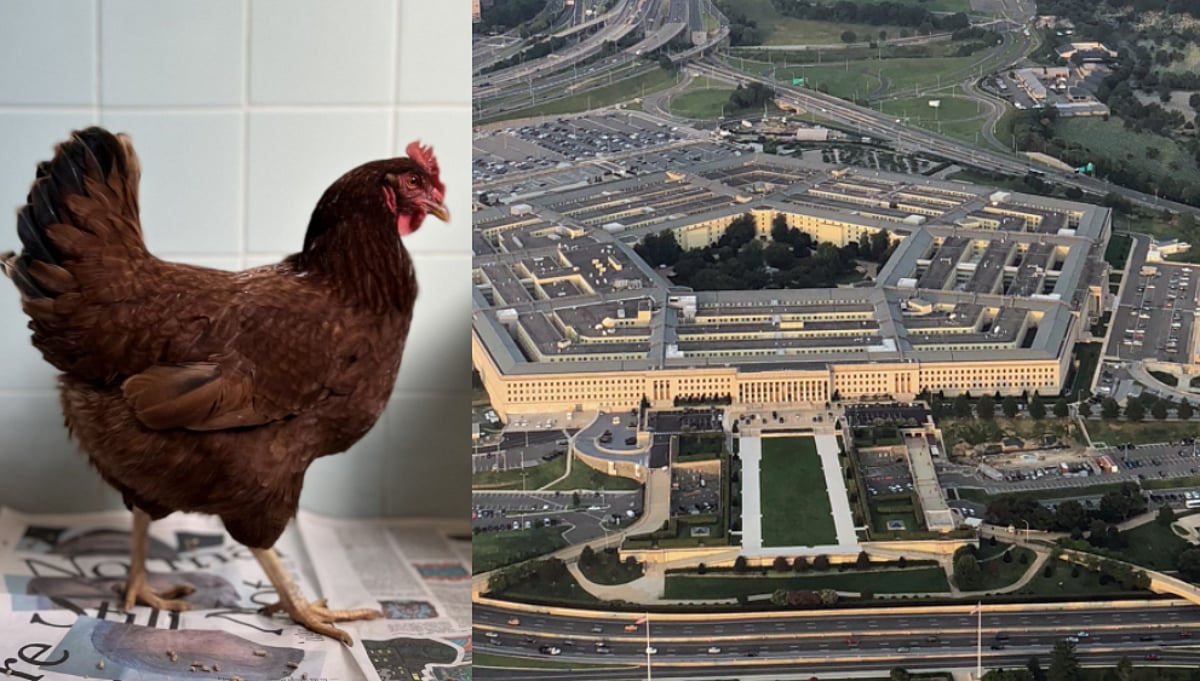 அமெரிக்க பாதுகாப்பு அதிகாரிகளை நடுநடுங்க வைத்த பெண் கோழி; பென்டகனுக்குள் நடந்தது என்ன? பகீர் தகவல்கள்!