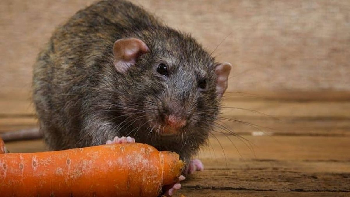 எலியை கொல்ல வைக்கப்பட்ட கேரட்.. தவறுதலாகச் சாப்பிட்ட மாணவிக்கு நேர்ந்த சோகம்!