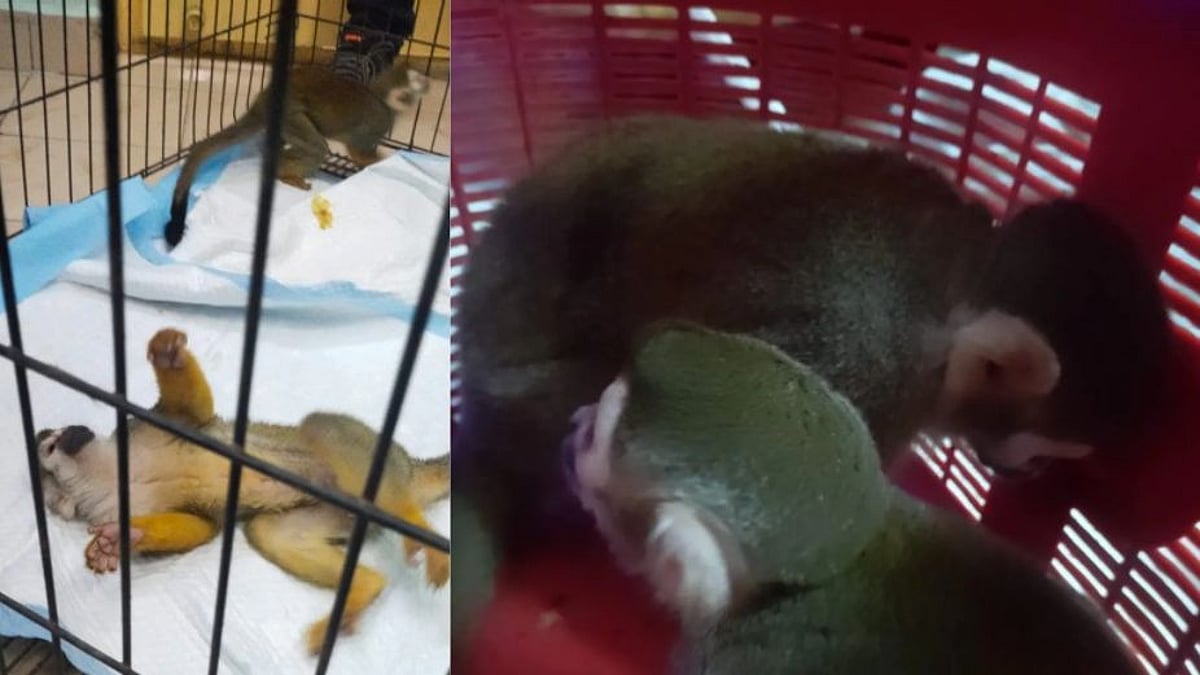 வண்டலூர் Zoo-ல் இருந்து களவு போன அரியவகை அணில், குரங்குகள் மீட்பு; களவாணி சிக்கியதன் பின்னணி!