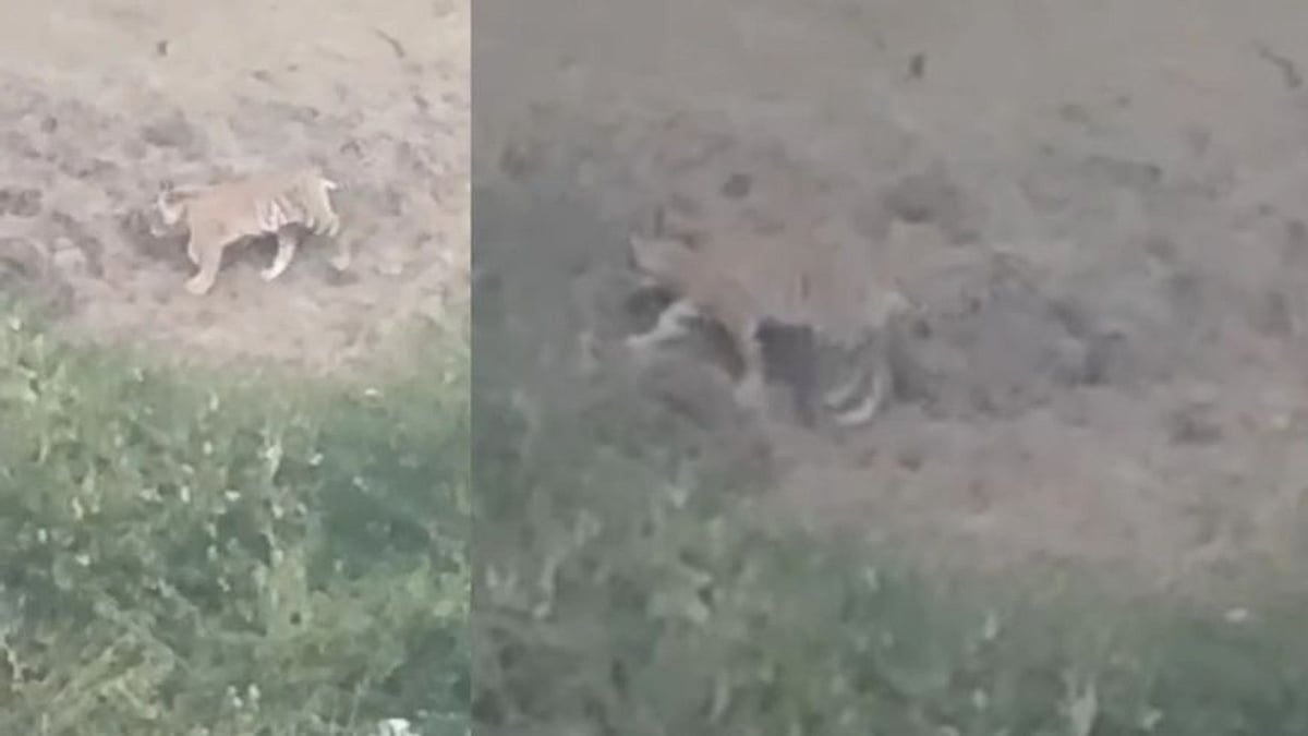 மீண்டும் ஒரு T23 ? - ஊட்டியில் விளைநிலத்தில் பட்டப்பகலில் உலா வரும் புலி; கிராம மக்கள் பீதி!