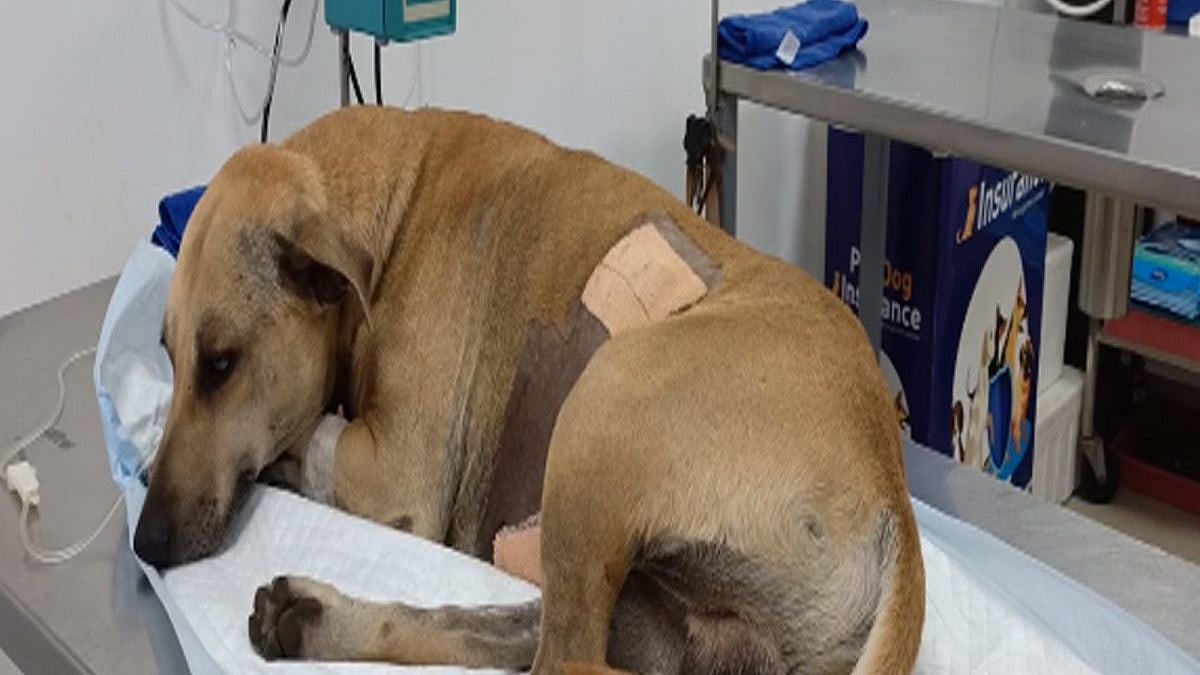 நாயின் வயிற்றுக்குள் இருந்த துப்பாக்கி குண்டு.. உரிமையாளருக்கு காத்திருந்த அதிர்ச்சி: பகீர் சம்பவம் என்ன?