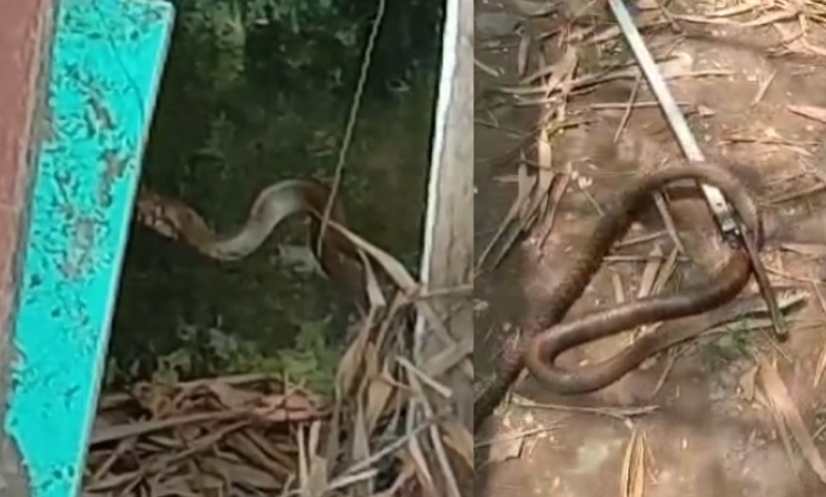 மயிலுக்கு பயந்து வீட்டுக்குள் புகுந்த சாரைப்பாம்பு; நாகூர் அருகே அலறியடித்து ஓடிய குடியிருப்பு வாசிகள்!