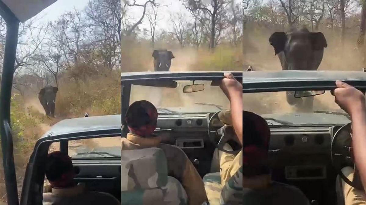 நூலிழையில் உயிர் தப்பிய பயணிகள்.. வனப்பகுதியில் சவாரி சென்ற சுற்றுலா பயணிகளை விரட்டிய காட்டு யானை !