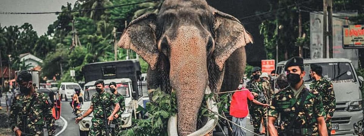 மிக உயரமான யானை உயிரிழப்பு... சோகத்தில் பொதுமக்கள்.. ‘நடுங்கமுவ ராஜா’வின் பெருமை தெரியுமா?