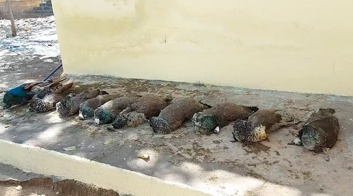 கொத்துக்கொத்தாக மயங்கி விழுந்து இறந்த மயில்கள்.. போலிஸ் அதிரடி நடவடிக்கை - நடந்தது என்ன?