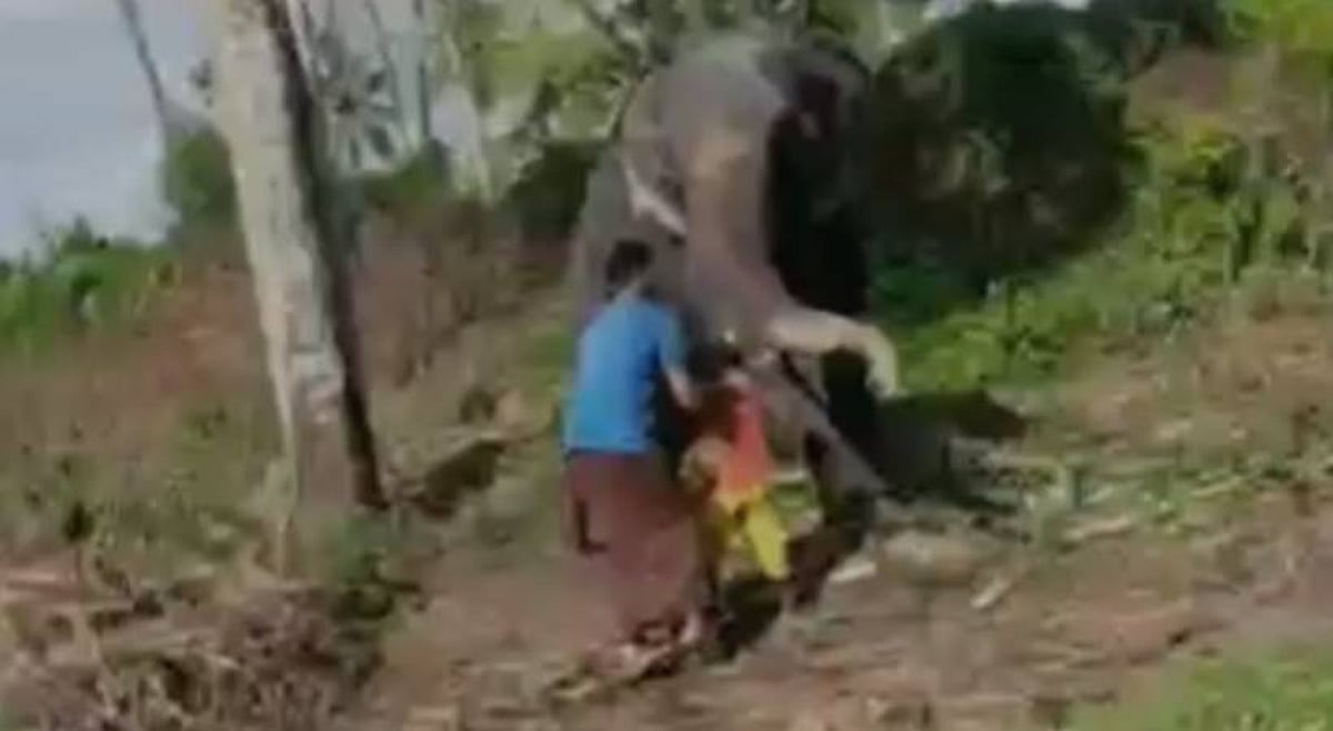 சிறுவனை தும்பிக்கையால் தூக்கிச் சுற்றிய யானை.. போராடி மீட்ட தந்தை - வைரலாகும் வீடியோவின் பின்னணி என்ன? 