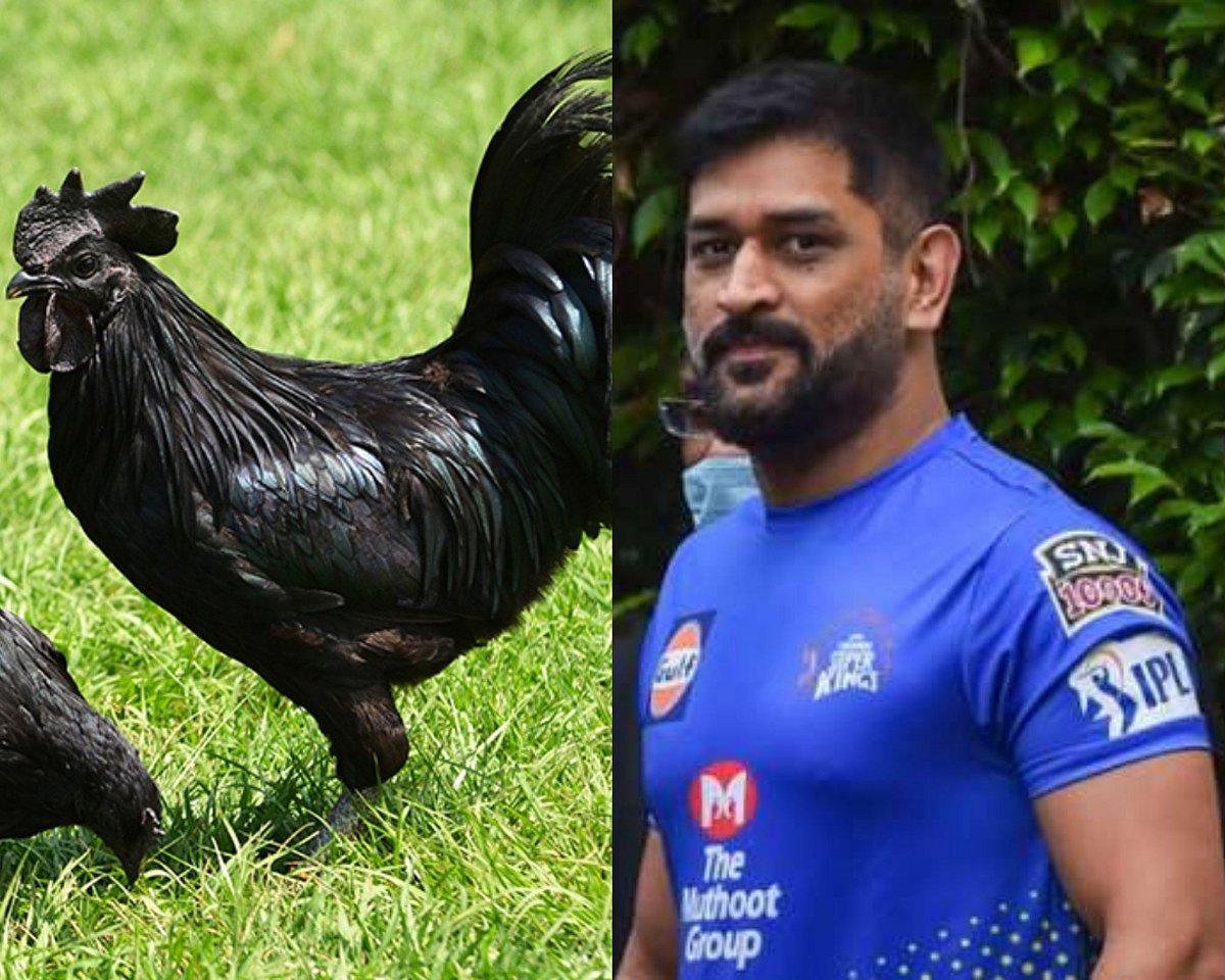 “கோழி வளர்க்கும் கூல் கேப்டன்”.. ம.பியில் இருந்து 2,000 உயர்ரக கடக்நாத் கோழிகளை பண்ணையில் இறக்கிய தோனி!