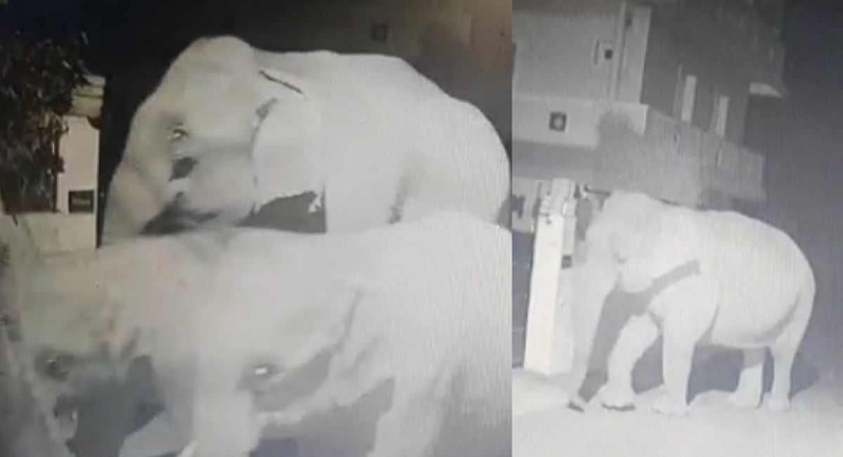 ’வீட்ல யாருங்க..’ - ஊட்டி டூ குன்னூர் : வாட்டி வதைக்கும் வெயிலால் உணவு தேடி அலையும் யானைகள் கூட்டம்!