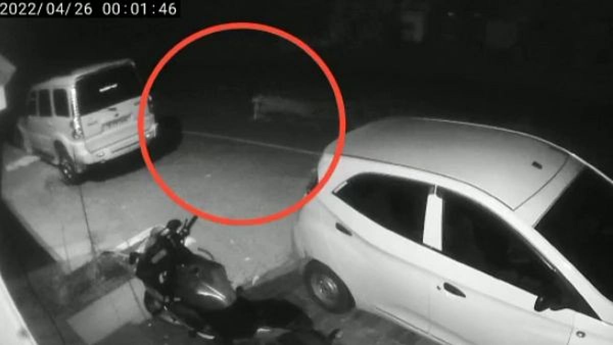 வளர்ப்பு நாயை கவ்விச் சென்ற சிறுத்தை.. அதிர்ந்துப்போன உரிமையாளர்.. அச்சத்தில் கோத்தகிரி மக்கள்!