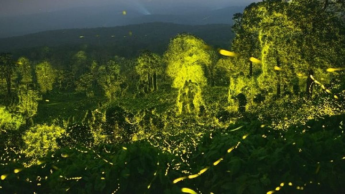 “கோடிக்கணக்கான மின்மினிப் பூச்சிகளின் பிரம்மிப்பூட்டும் ஒளி நடனம்” - ஆனைமலையில் நடந்த அபூர்வ நிகழ்வு!