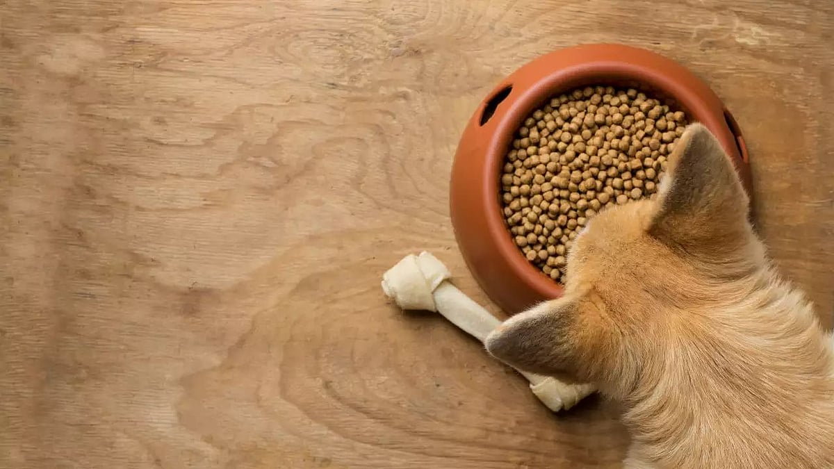 5 நாளைக்கு.. நாய் உணவை சாப்பிடும் நபருக்கு ரூ. 5 லட்சம்: இங்கிலாந்து நிறுவனத்தின் ஆஃபர்! #5IN1_WORLD