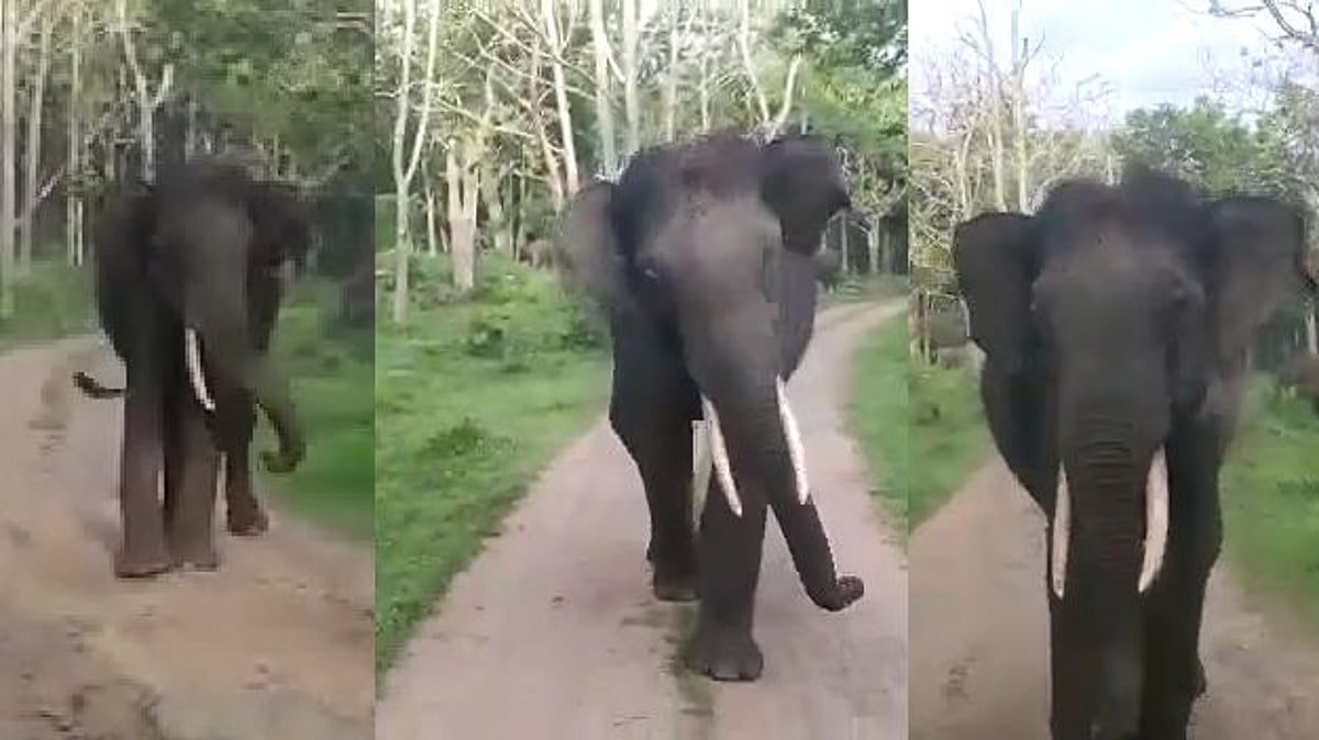 ‘இது எங்க ஏரியா’.. நூலிழையில் தப்பிய பயணிகள் - தலையை ஆட்டியபடி எச்சரிக்கை விடுத்த காட்டு யானை ! (Video)