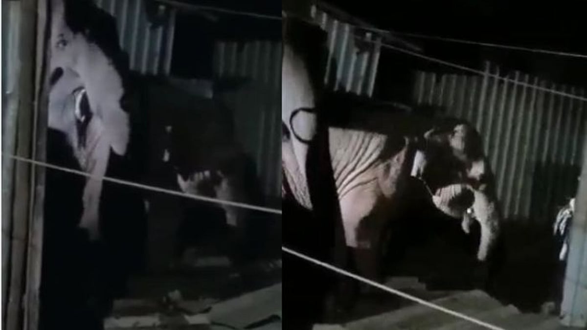 மளிகை கடை ஷட்டரை உடைத்து அரிசி,பருப்பை காலி செய்த காட்டு யானைகள்: நாய்களை தடுத்து நிறுத்திய தடாகம் மக்கள்