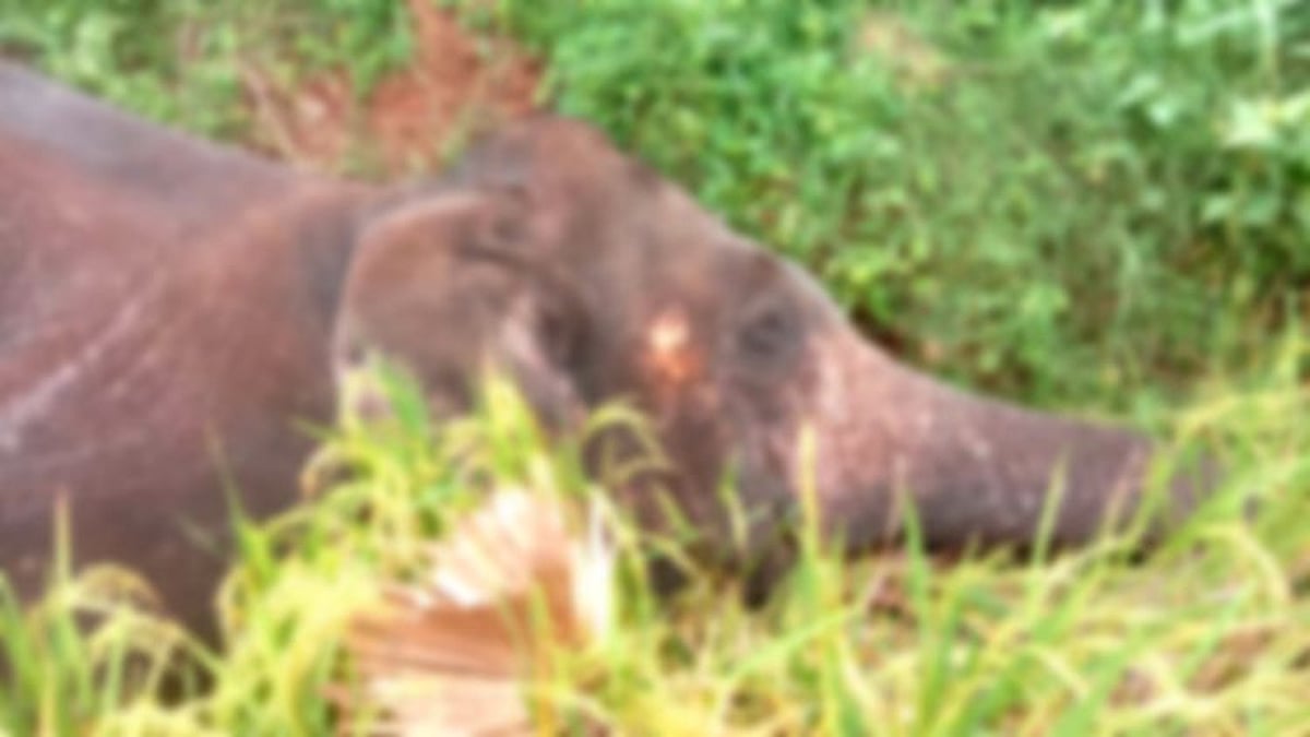 உணவு தேடி வந்த மக்னா யானை.. மின்சாரம் தாக்கி உயிரிழப்பு:  ஒருவர் கைது - 3 அதிகாரிகள்  பணியிடை நீக்கம்!