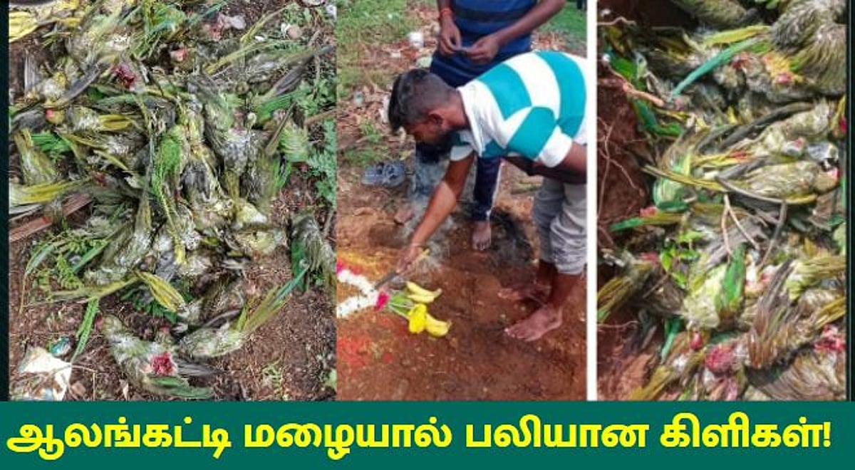 திடீரென பெய்த ஆலங்கட்டி மழை.. வேரோடு சாய்ந்த மரம்.. நூற்றுக்கணக்கான கிளிகள் பலியான சோகம்!