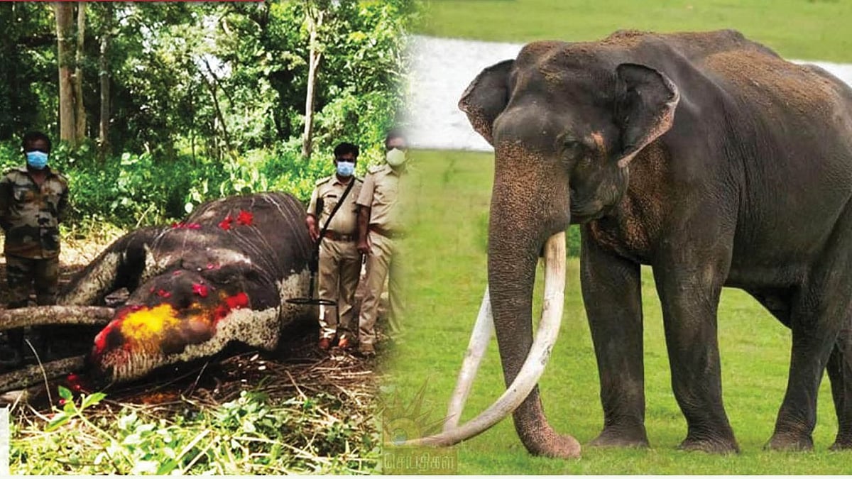 ஆசியாவிலேயே மிக நீளமான தந்தம் கொண்ட யானை உயிரிழப்பு..  கண்ணீருடன் பிரியாவிடை கொடுத்த வனத்துறை!