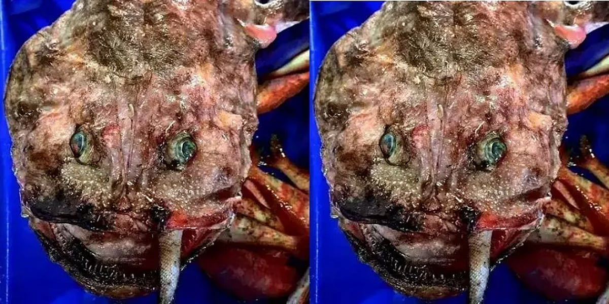 மீனவர் வலையில் சிக்கிய விசித்திர மீன்! இப்படி ஒரு மீன் இருக்கிறதா என மீனவர்கள் ஆச்சரியம்! 