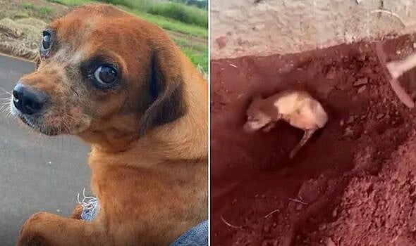 குரைத்து கொண்டே இருந்ததால் ஆத்திரம்.. பக்கத்து வீட்டு நாயை உயிரோடு புதைத்த பிரேசில் பாட்டி.. அதிர்ச்சி !