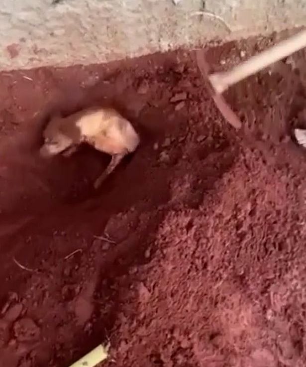 குரைத்து கொண்டே இருந்ததால் ஆத்திரம்.. பக்கத்து வீட்டு நாயை உயிரோடு புதைத்த பிரேசில் பாட்டி.. அதிர்ச்சி !