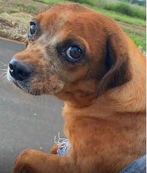 குரைத்து கொண்டே இருந்ததால் ஆத்திரம்.. பக்கத்து வீட்டு நாயை உயிரோடு புதைத்த பிரேசில் பாட்டி.. அதிர்ச்சி !