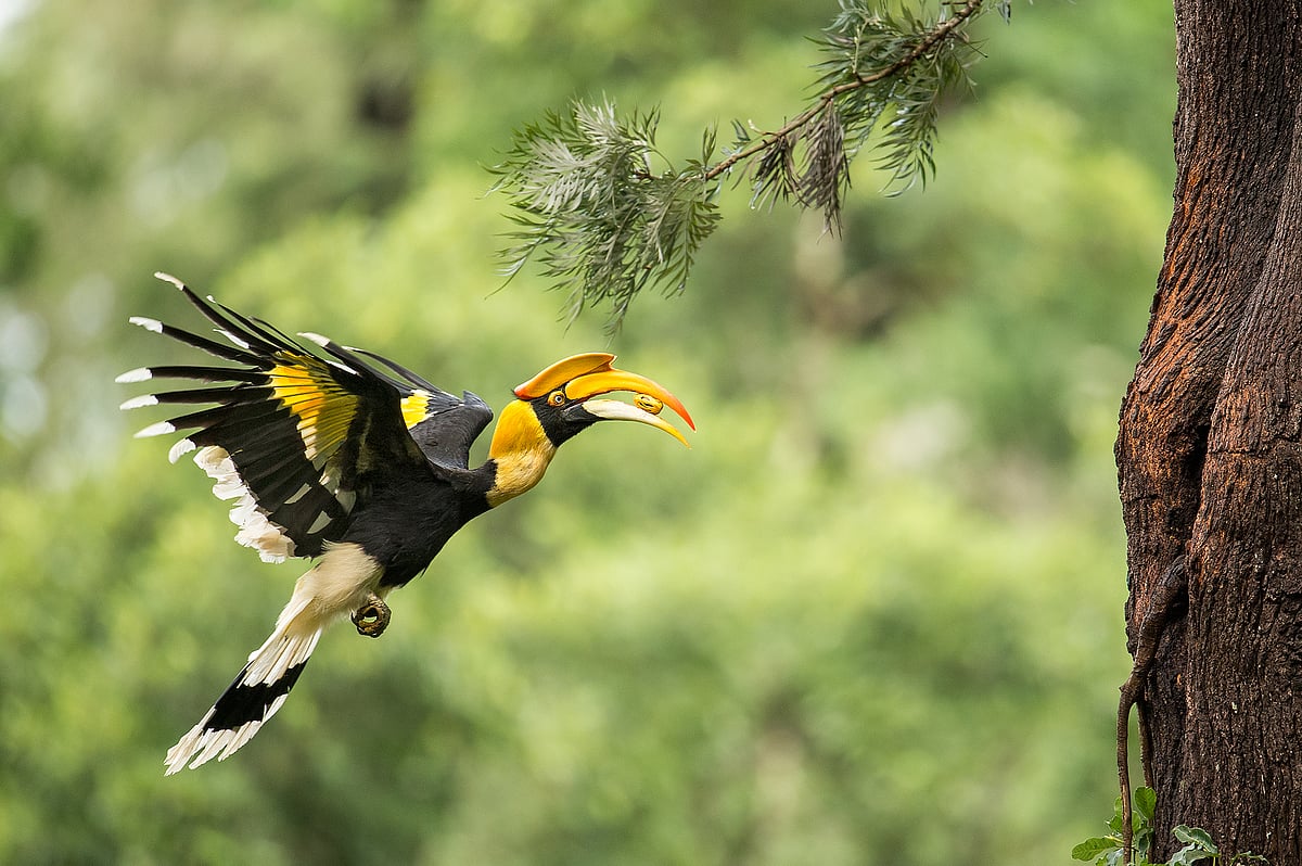 Female_Great_Hornbill_carrying_food.jpg