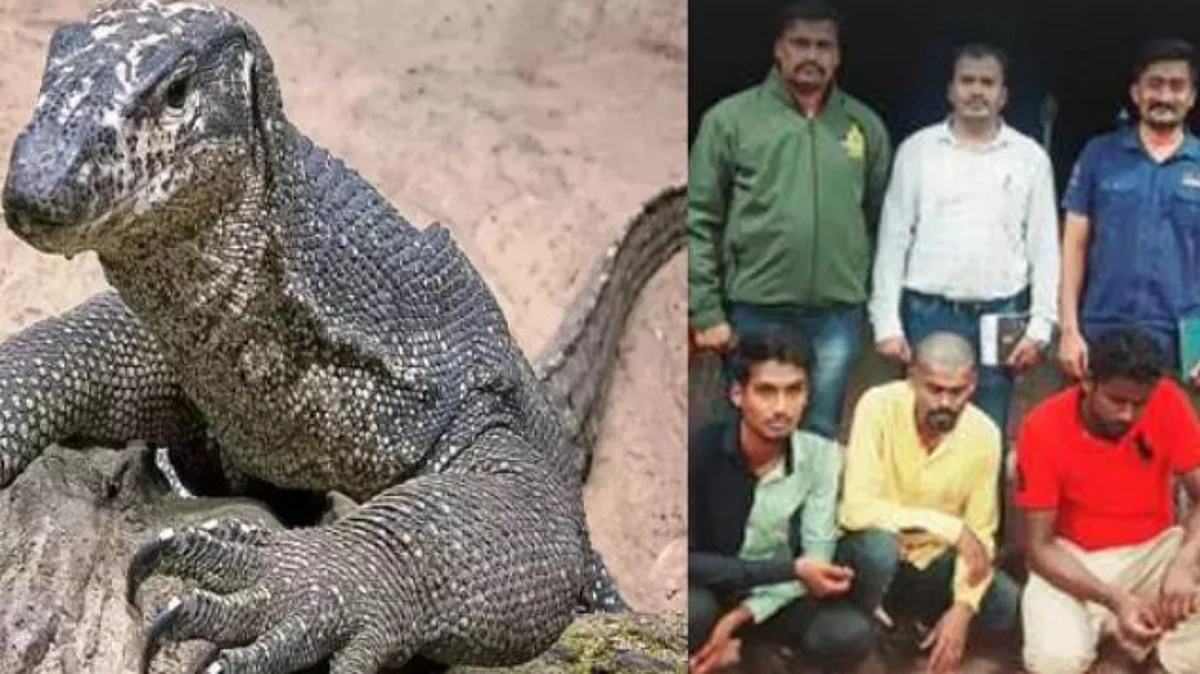 Bengal Monitor Lizard Raped In Maharashtra 4 Arrested bengal-monitor-lizard-raped-in-maharashtra-4-arrested