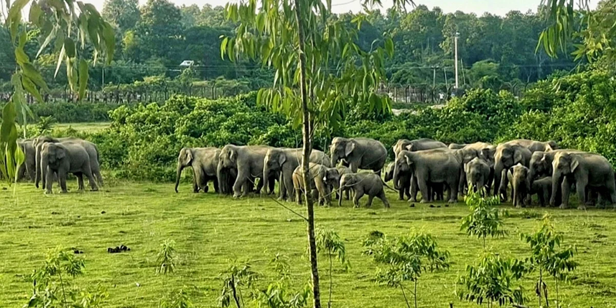 হাতি তাড়াতে পাতা ফাঁদে যুবকের প্রাণহানি