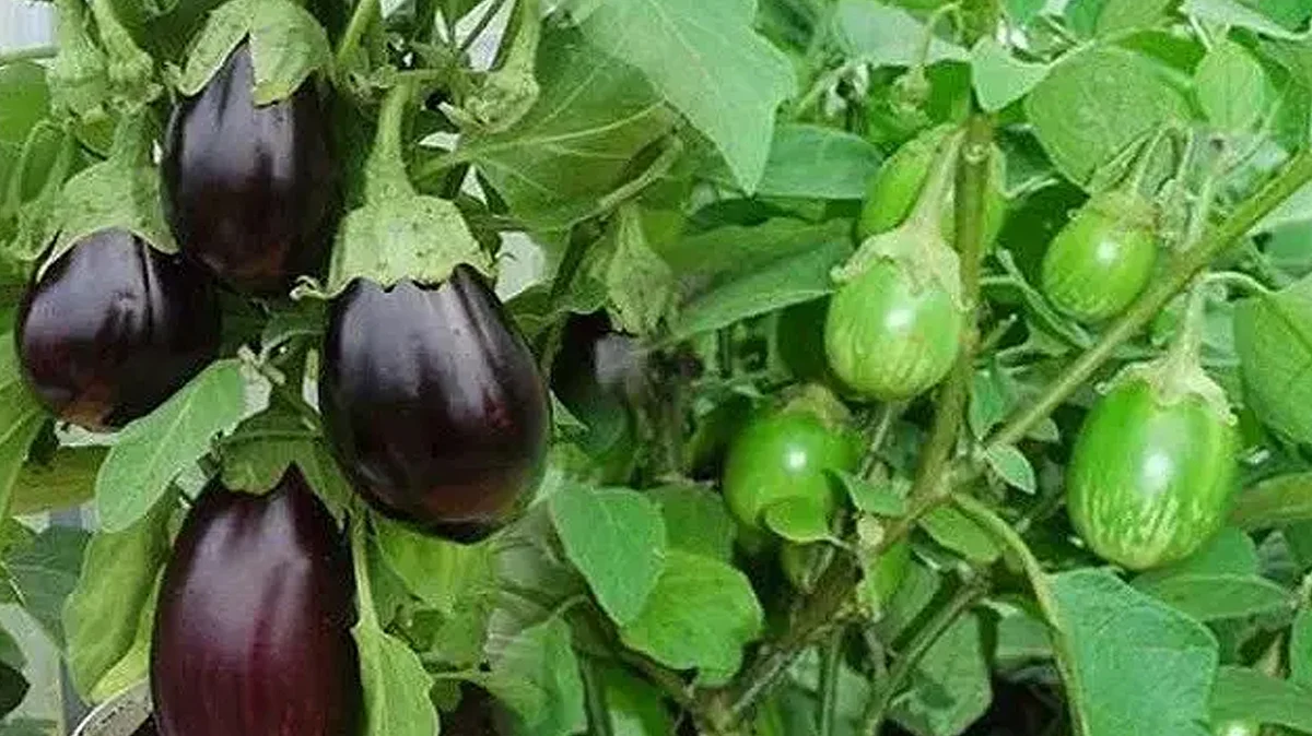 ভারী ধাতু ফসলে যাচ্ছে মাটি থেকে