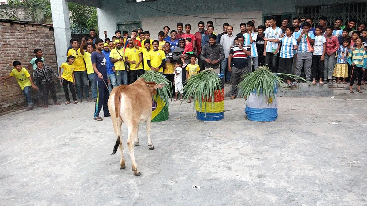 ফুটবল বিশ্বকাপের ভবিষ্যদ্বাণী করছে গরু।