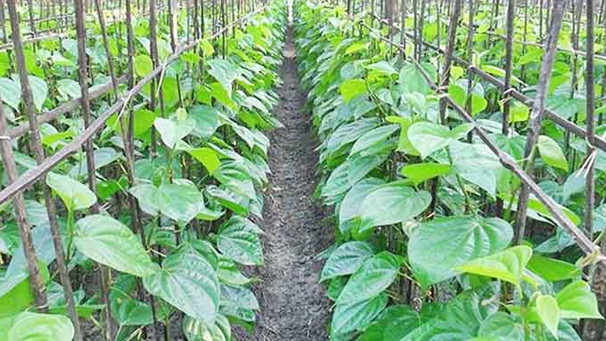 পান চাষ।