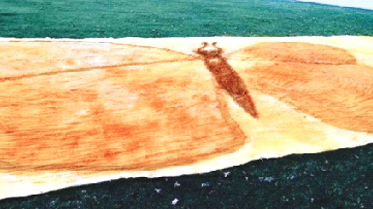ছবি : সংগৃহীত