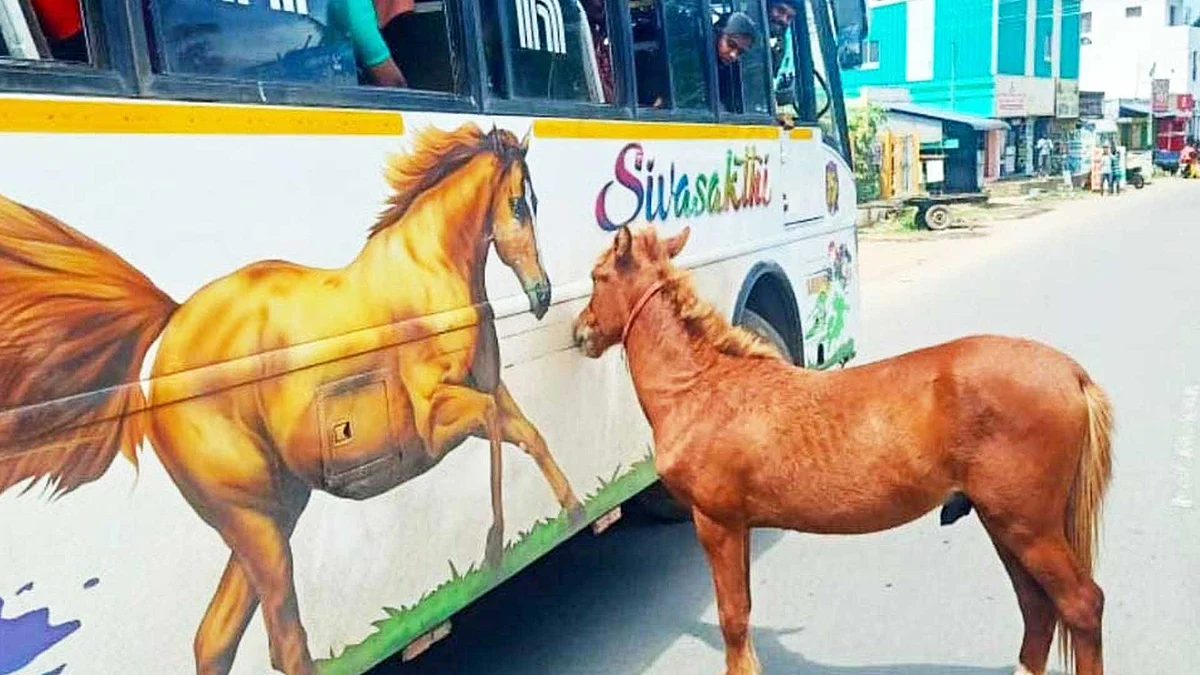 குதிரை படத்தைப் பார்த்து ஏங்கிய குட்டி குதிரை!