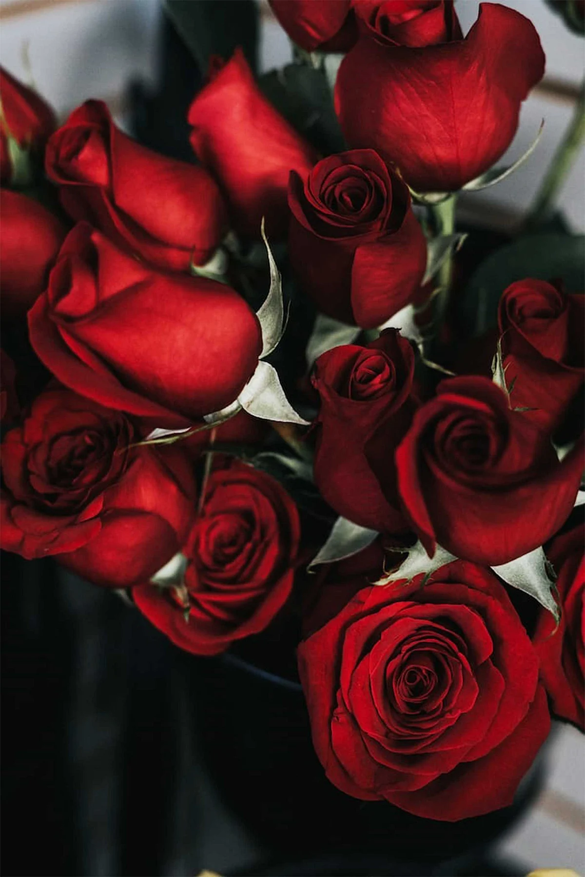 rose images