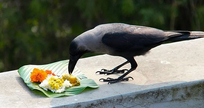 காக் திகார்