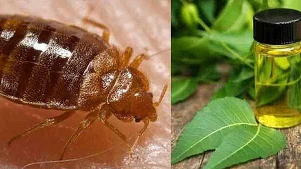 கரப்பான் பூச்சி